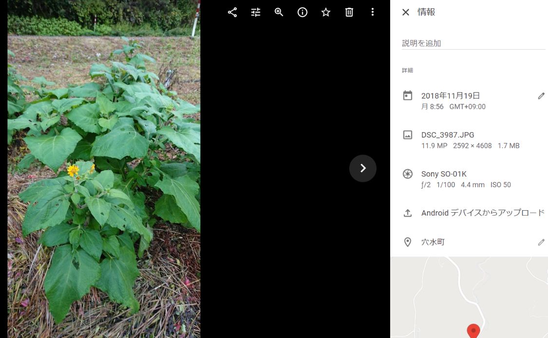 ヤーコンの花が咲く時期が遅くなりました-2021-11-22