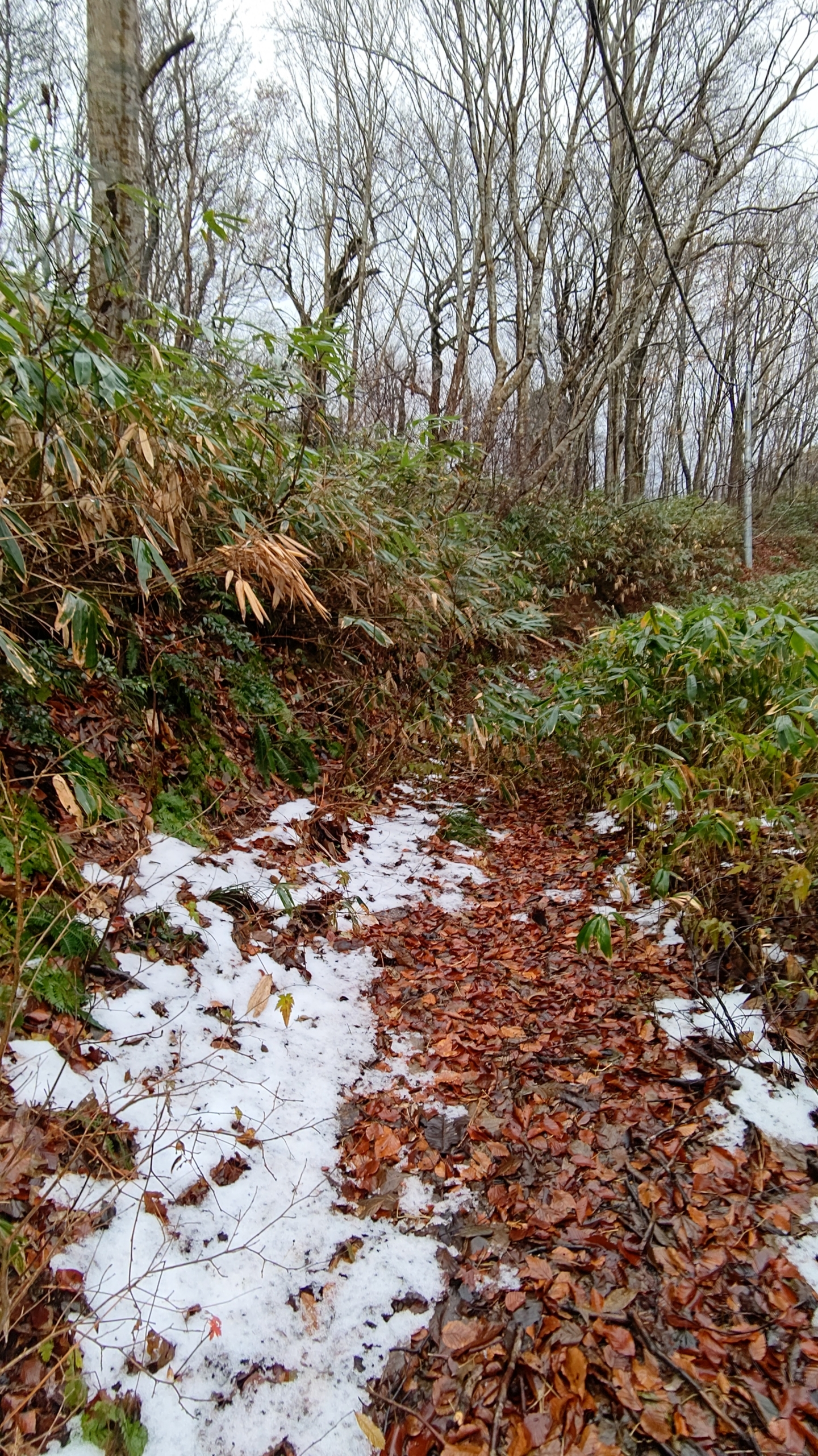 １人でエゾユズリハを採取に来てます-2021-12-04