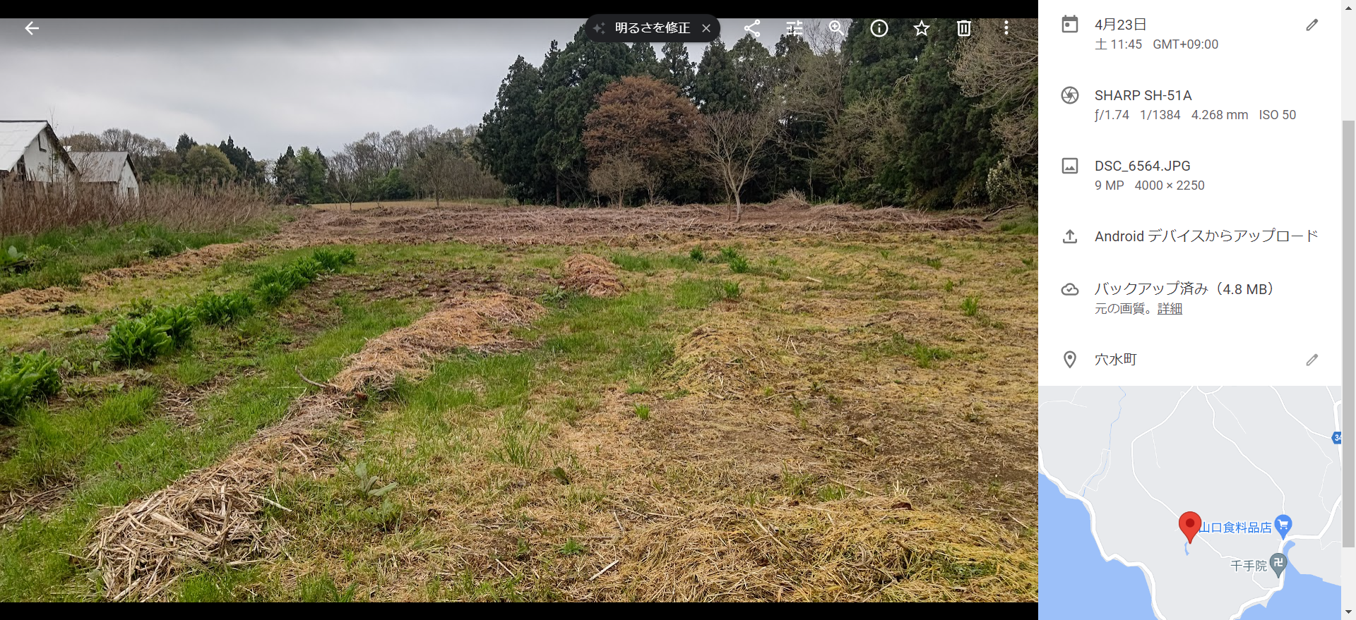 セイタカアワダチソウの群落の草刈りがやっと終わった-2022-04-23