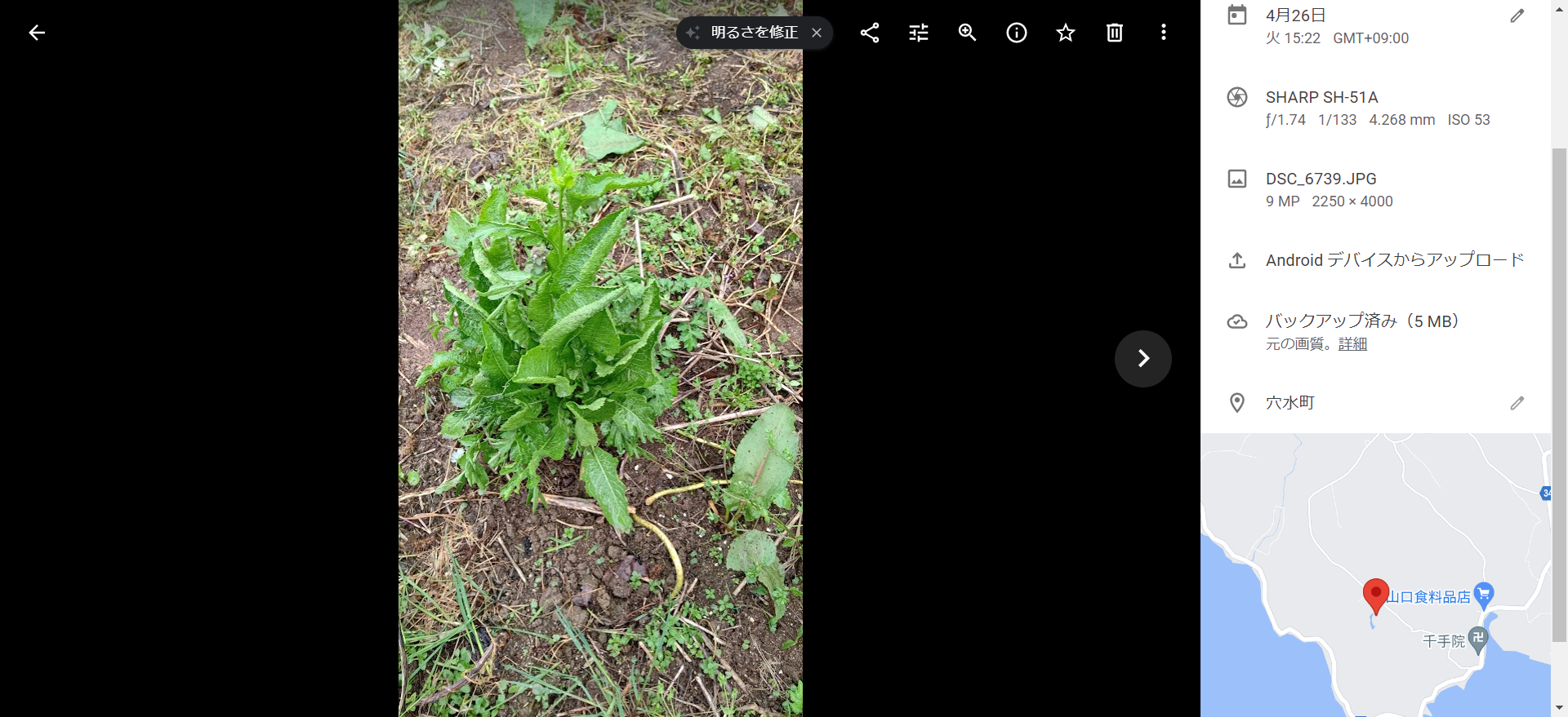イノシシに食べられた西洋ワサビから花が咲きそう-2022-04-26