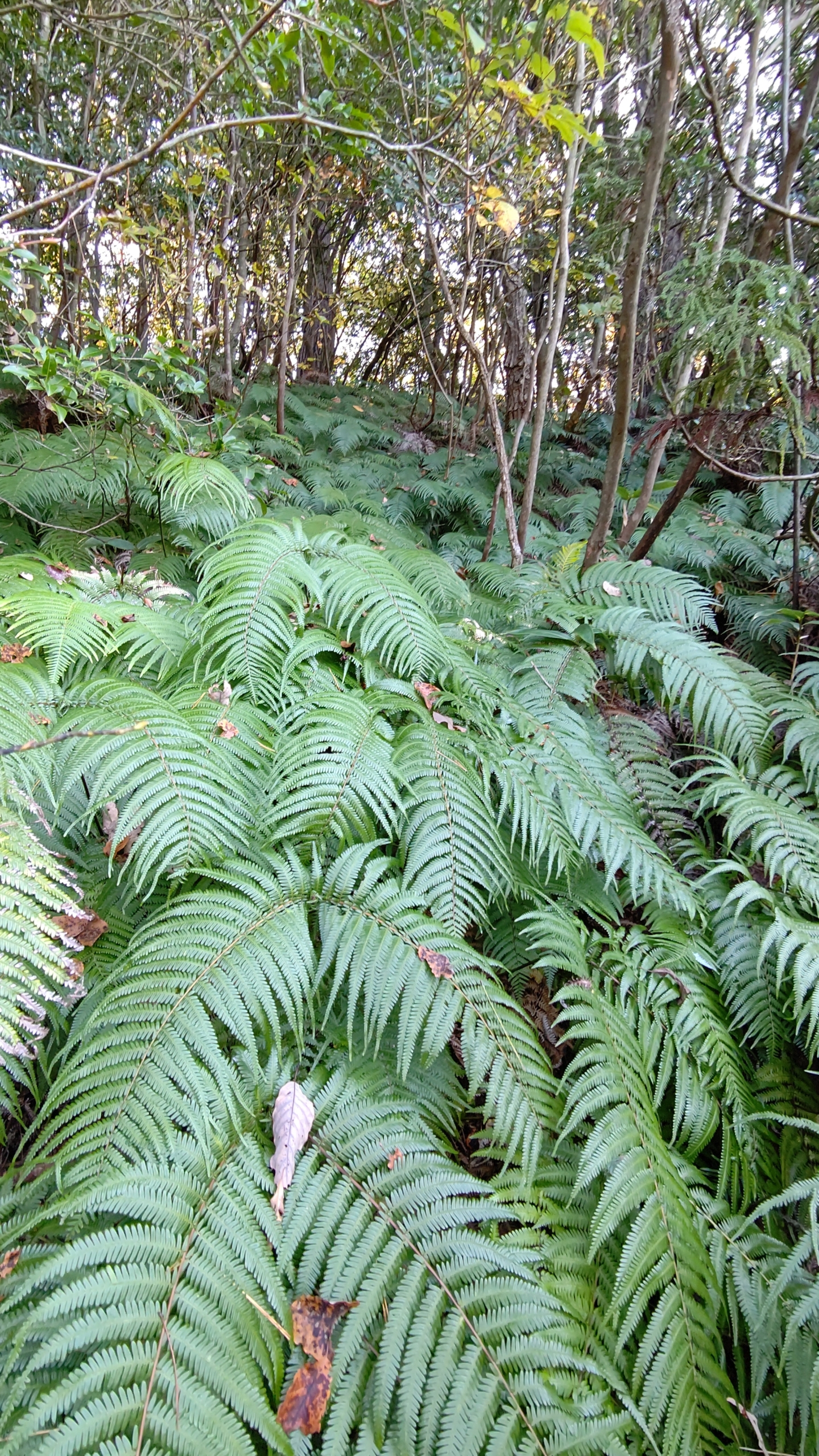 今はYAMAPをやめてスーパー地形というアプリで記録をつけてます-2022-11-13