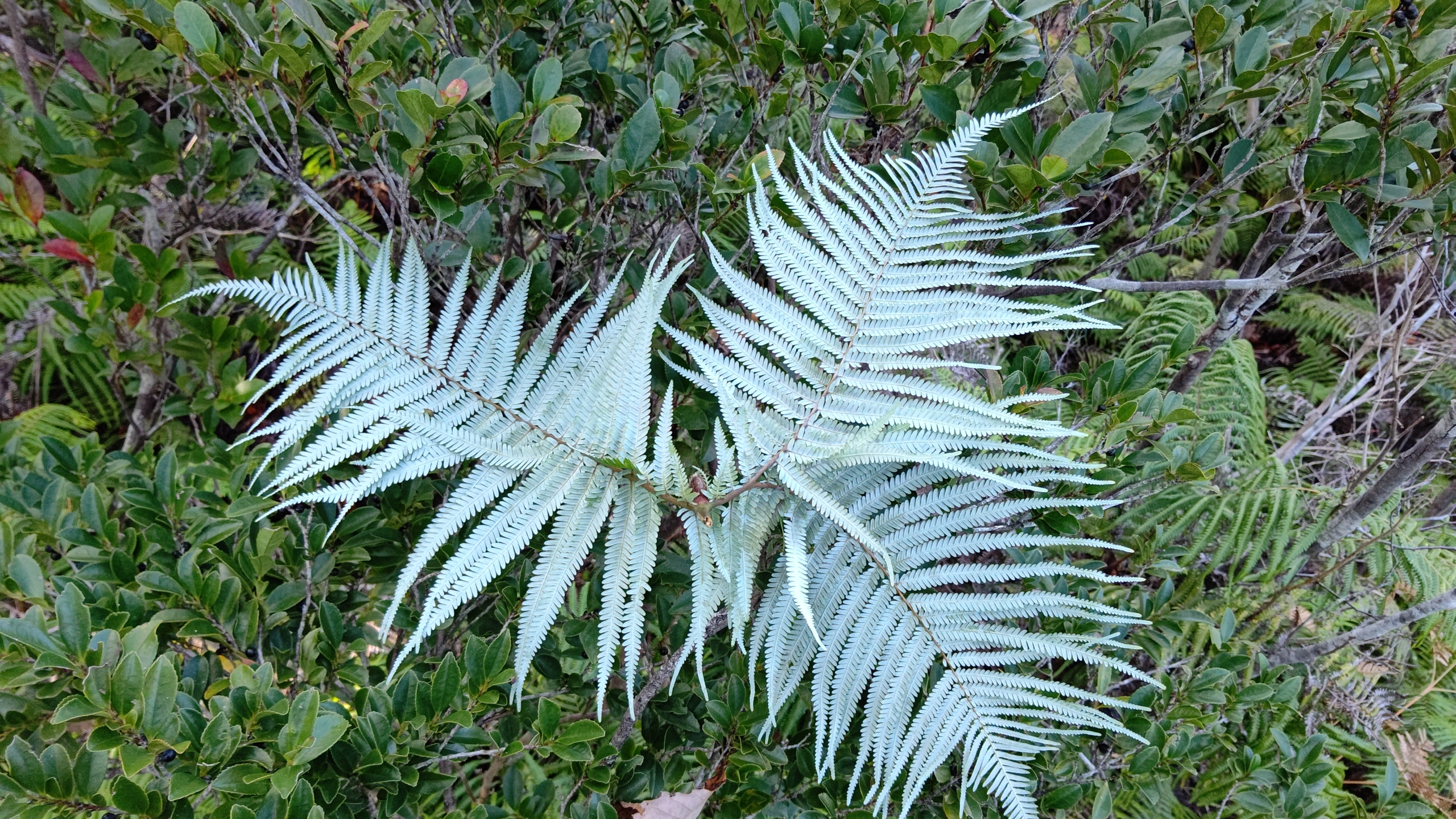 ウラジロは普通は羽のように2本ですが3本の突然変異のウラジロ見つけました-2022-11-26