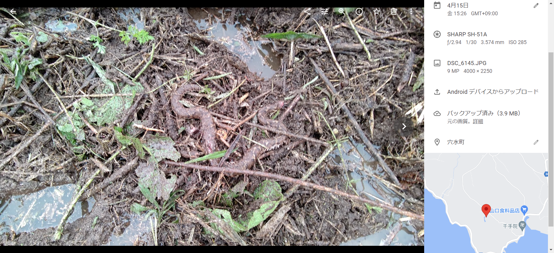 気がつかなったけど、マムシを斬ってました-2022-04-15