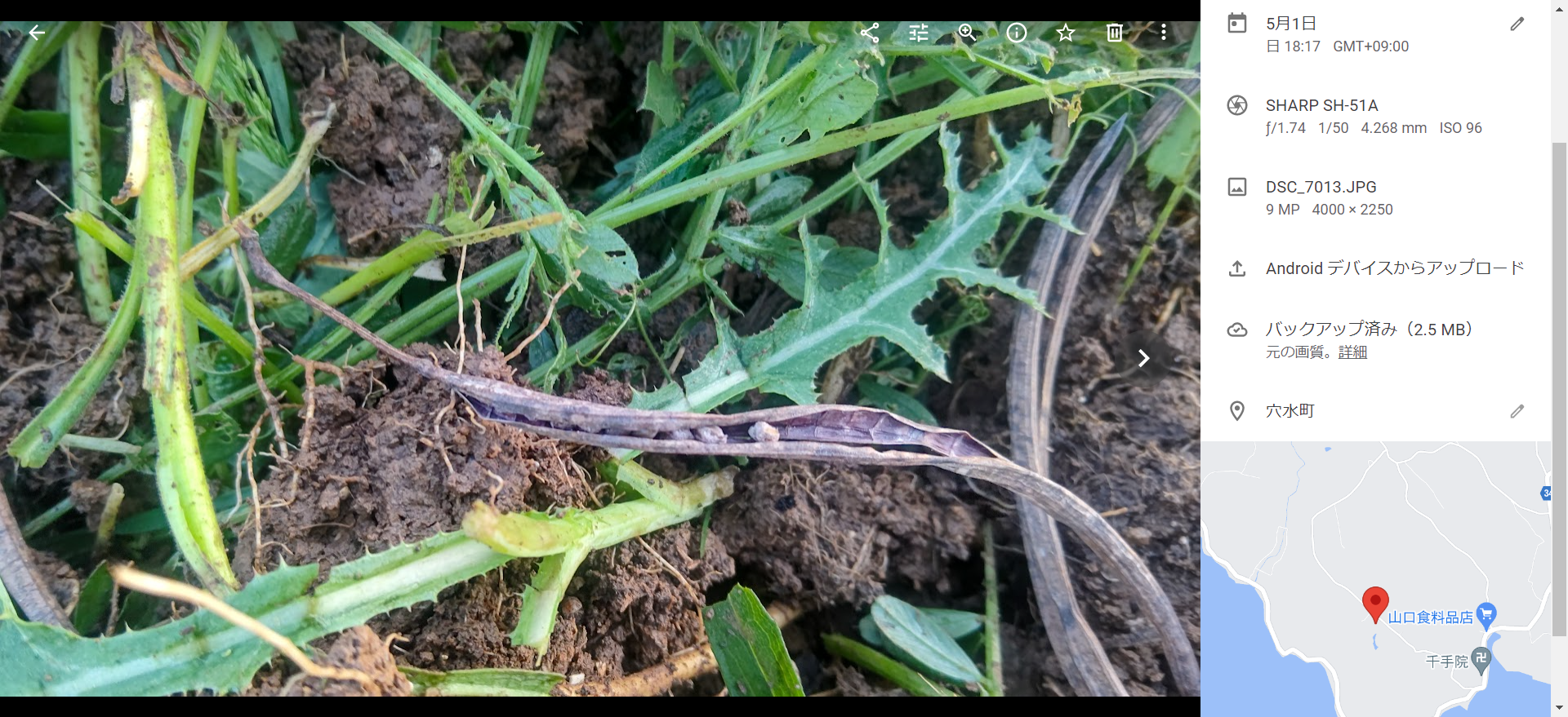 細長い黒くなったサヤに種が入っているこの植物はエビス草です-2022-05-02