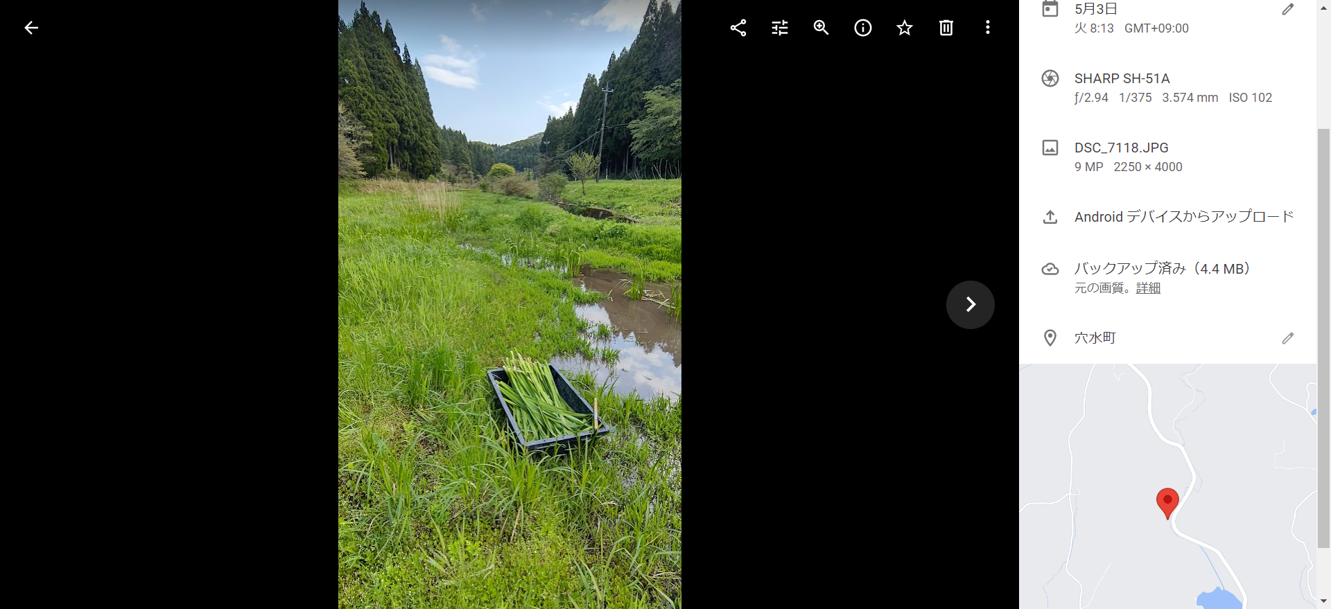 森本石油さんに今年もショウブの葉を今朝採ったばかりのものを届けました-2022-05-03