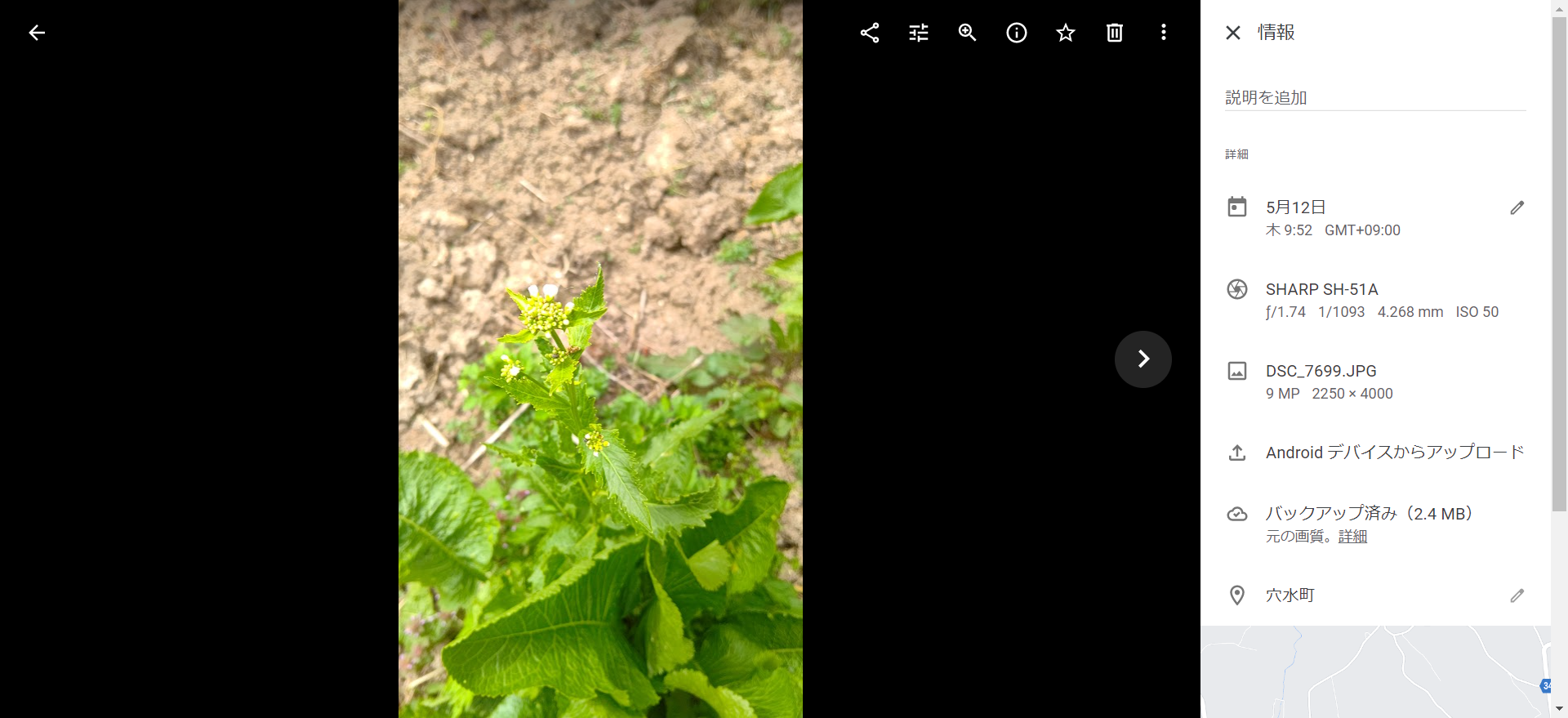 西洋ワサビが花を咲かせてきた-2022-05-12