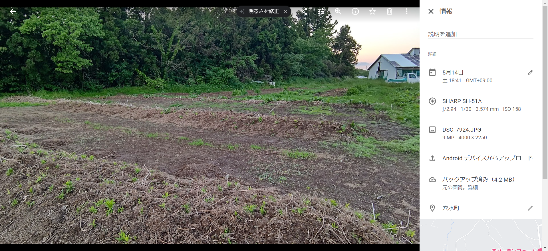 セイタカアワダチソウの除去を1ヶ月かかって、どうにか終わらせた-2022-05-14