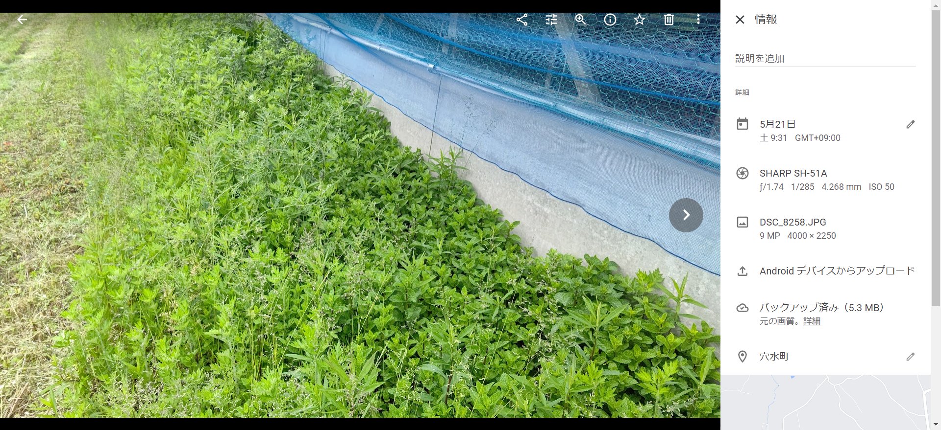 ヨモギはアップルミントよりも強かった-2022-05-21