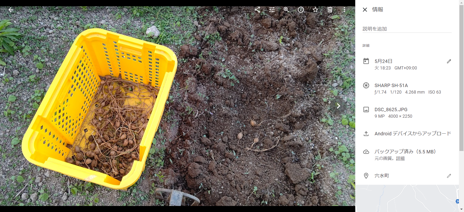 アピオスというマメ科のイモです。完全に野生化しました-2022-05-24