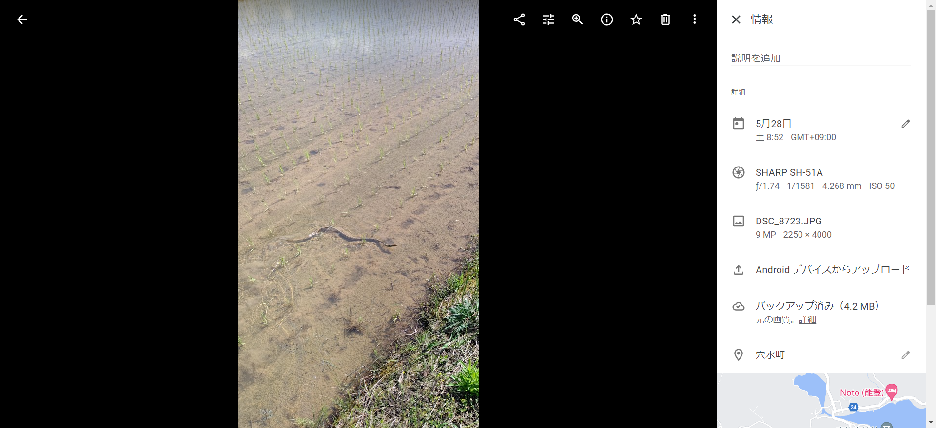 シマヘビが道にいたけど軽トラで近づいたら田んぼに逃げた-2022-05-28