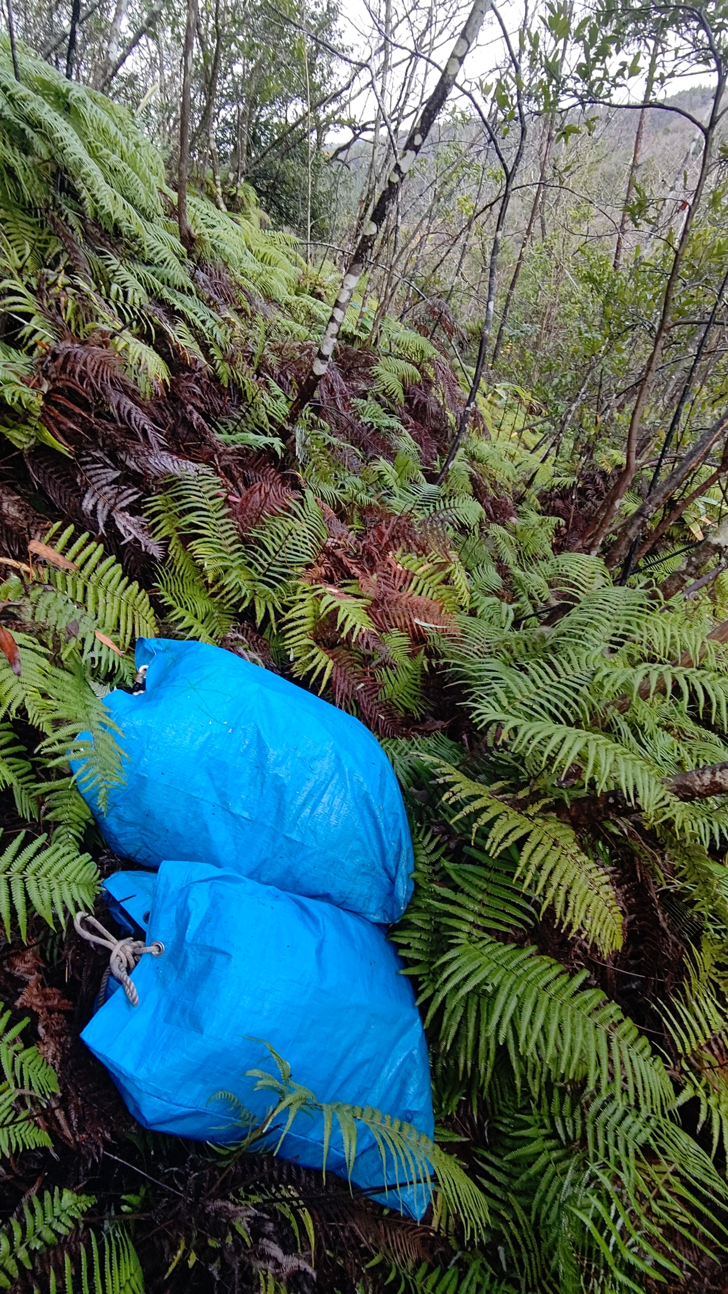 山にウラジロ取りに行ってます-2022-12-03