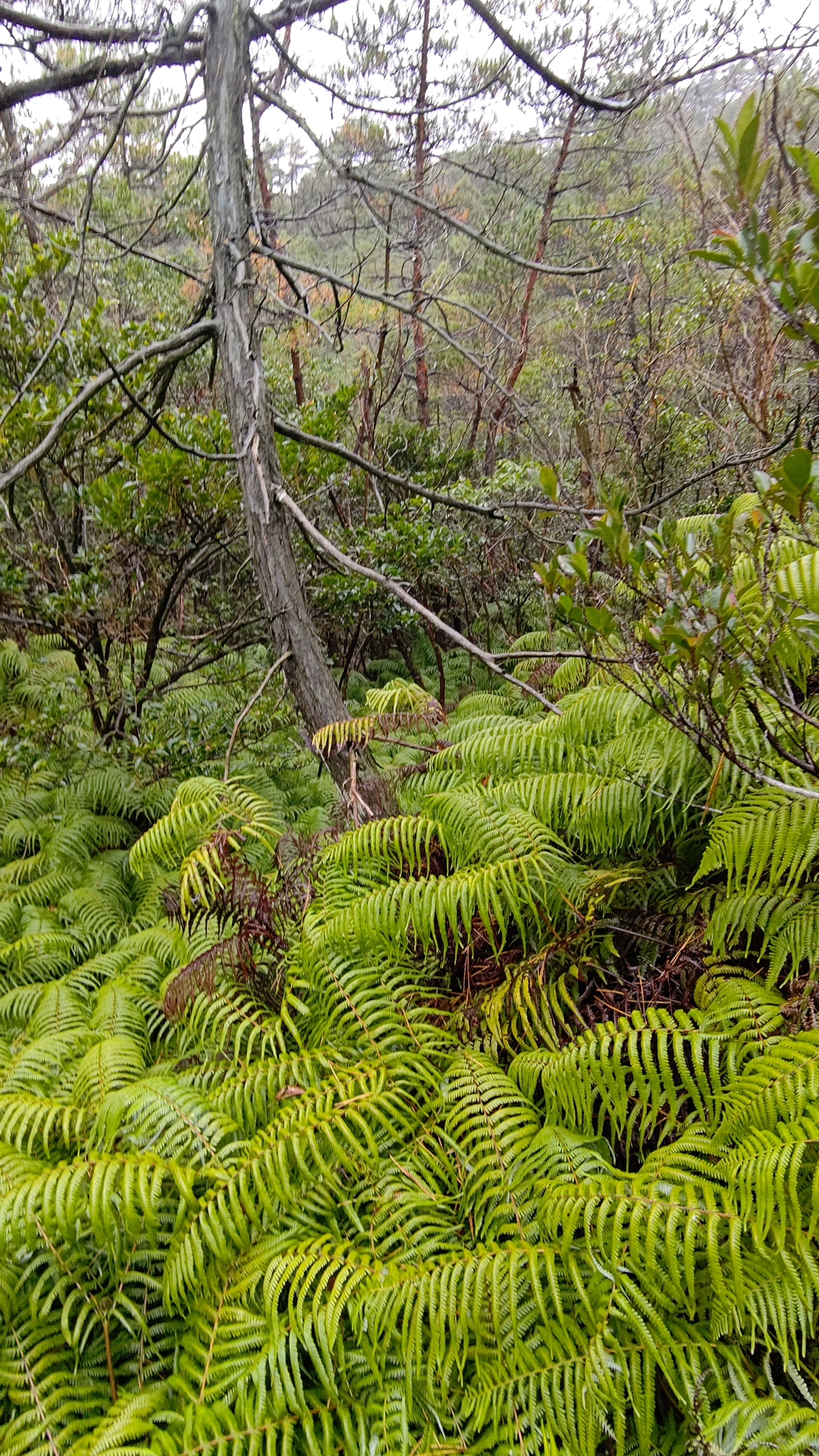 ウラジロ採取していて松の木に後頭部をぶつけました-2022-12-05