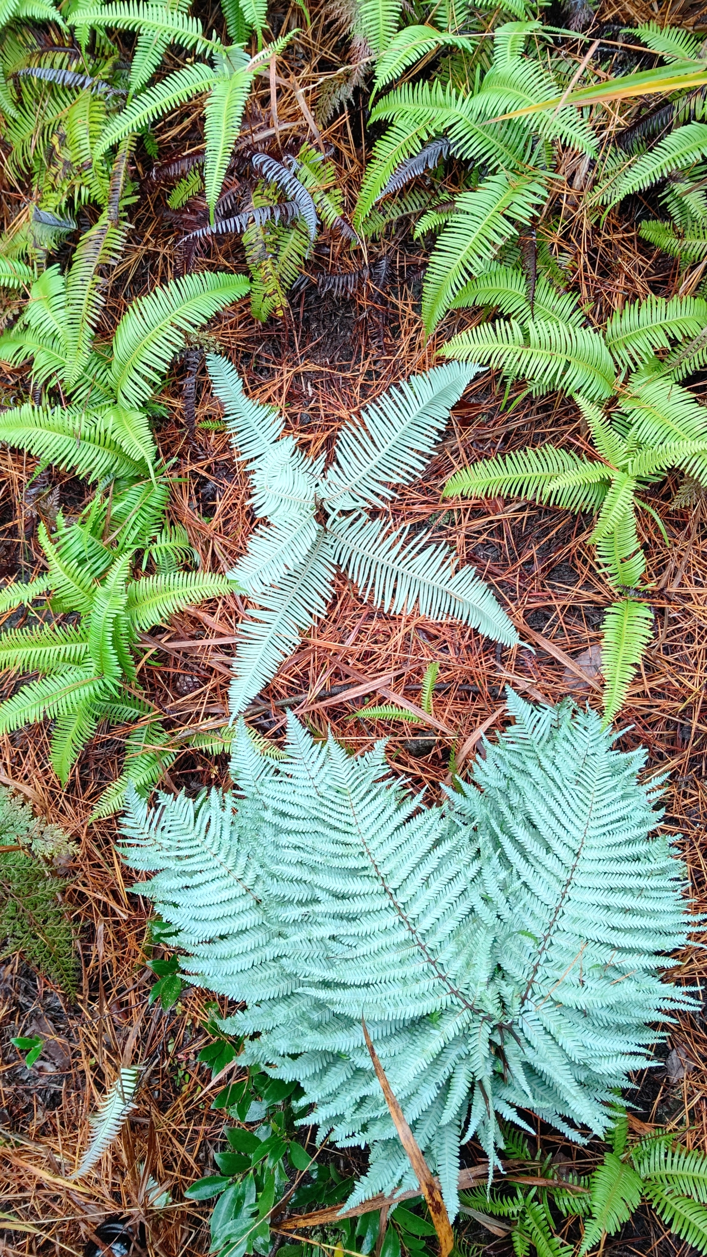 山の斜面にいると雨よりも風が強い方が怖いですね-2022-12-06