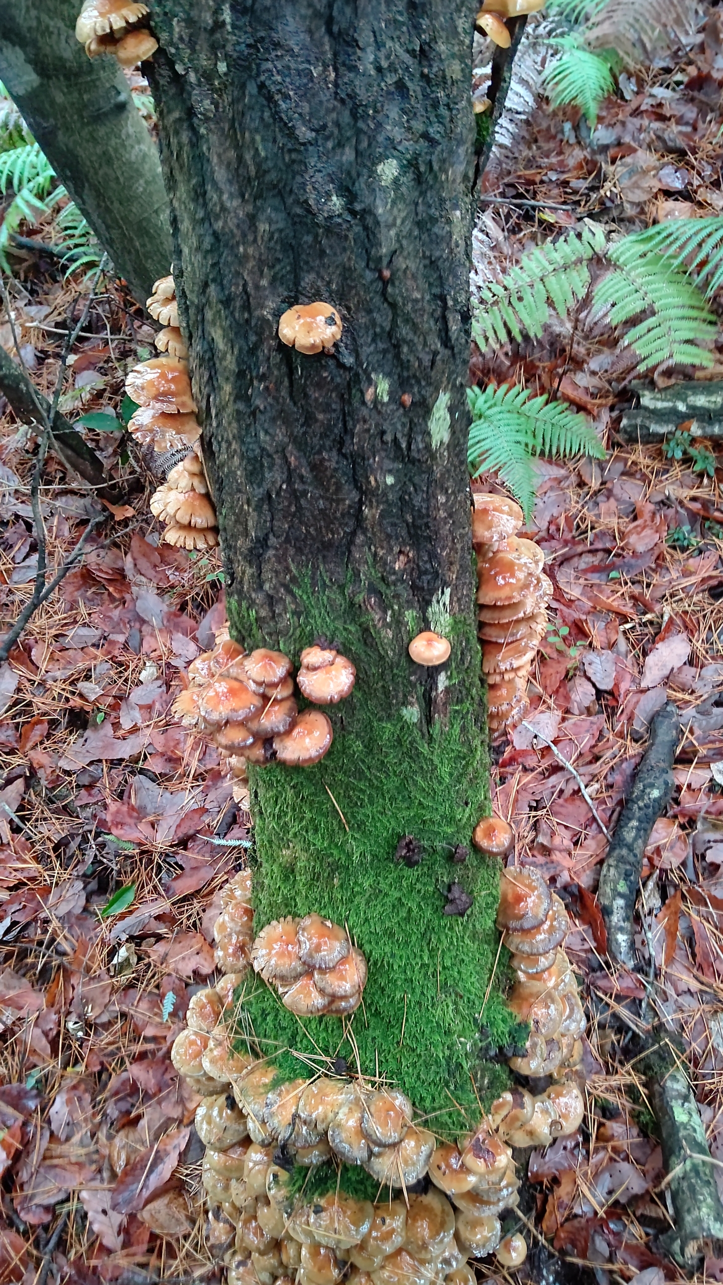 ウラジロ取りに行ってます。大きくなりすぎたナメコ見つけた-2022-12-08