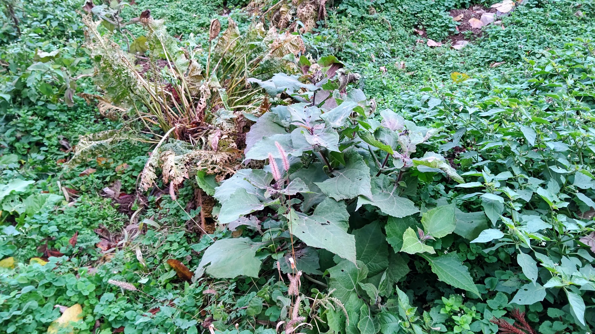 今のヤーコンの様子です-2022-12-11