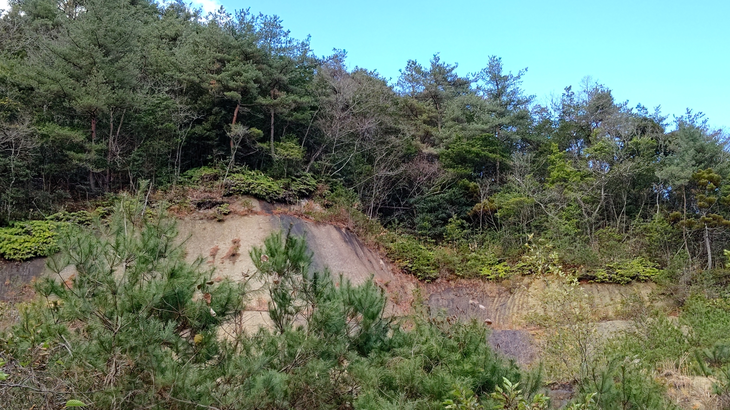 ウラジロ取りに来てます-2022-12-13