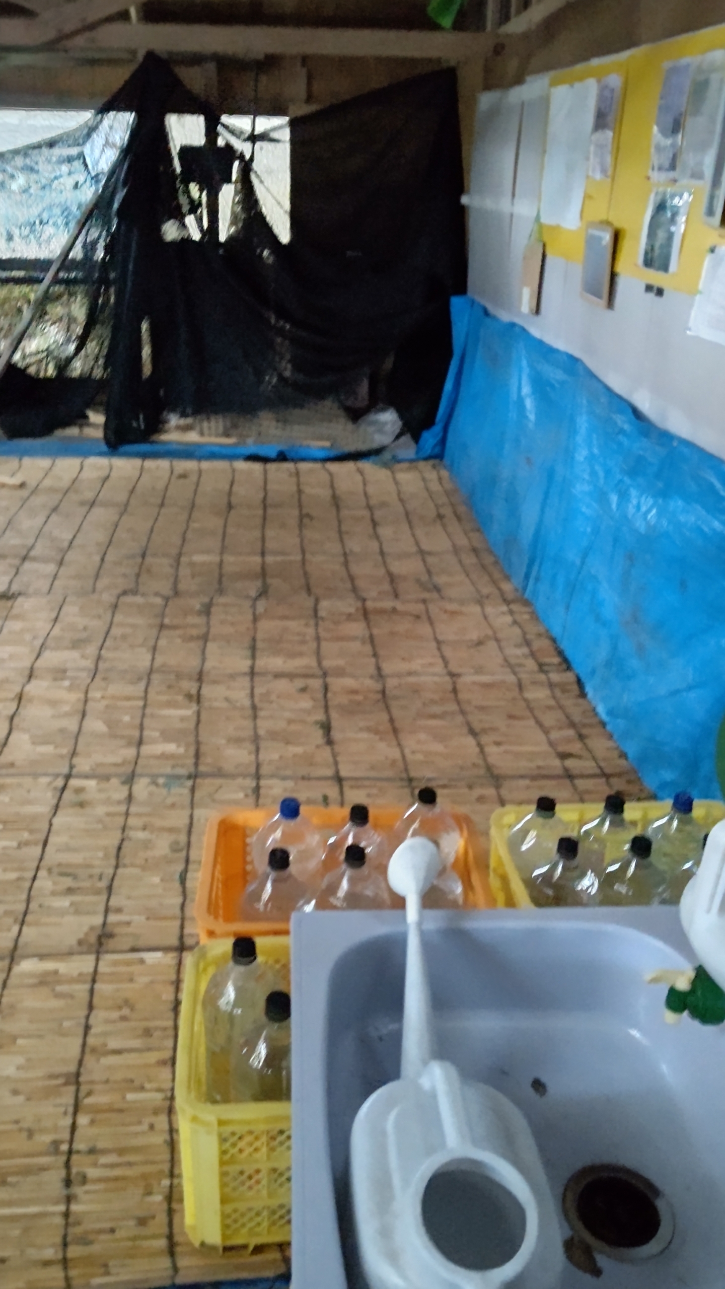 今年のウラジロ取りは終了しました-2022-12-13