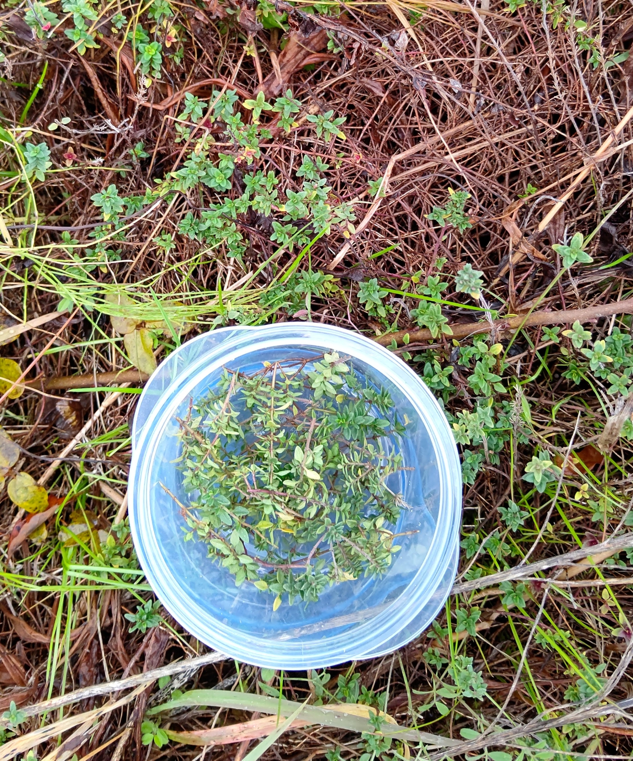 レモンタイムも少し森本石油さんに届けました