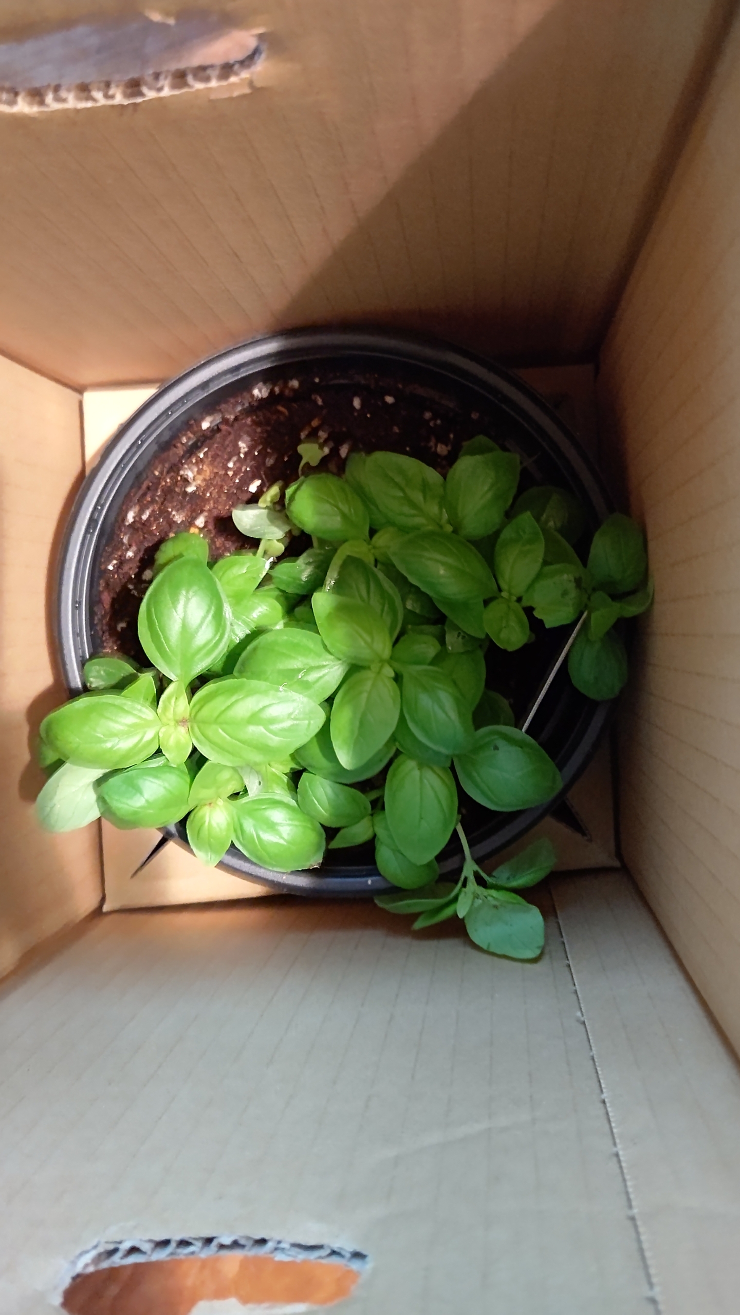 ホーリーバジルでもいいと個人的には思ってます-2022-12-23
