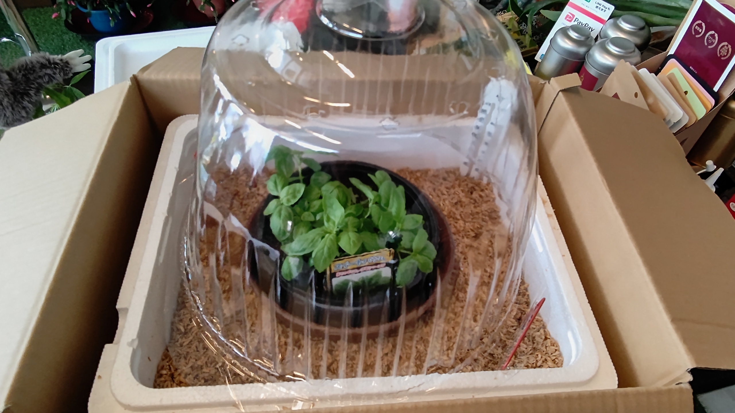 森本石油さんに保温対策をしてからスイートバジルを届けました-2022-12-24