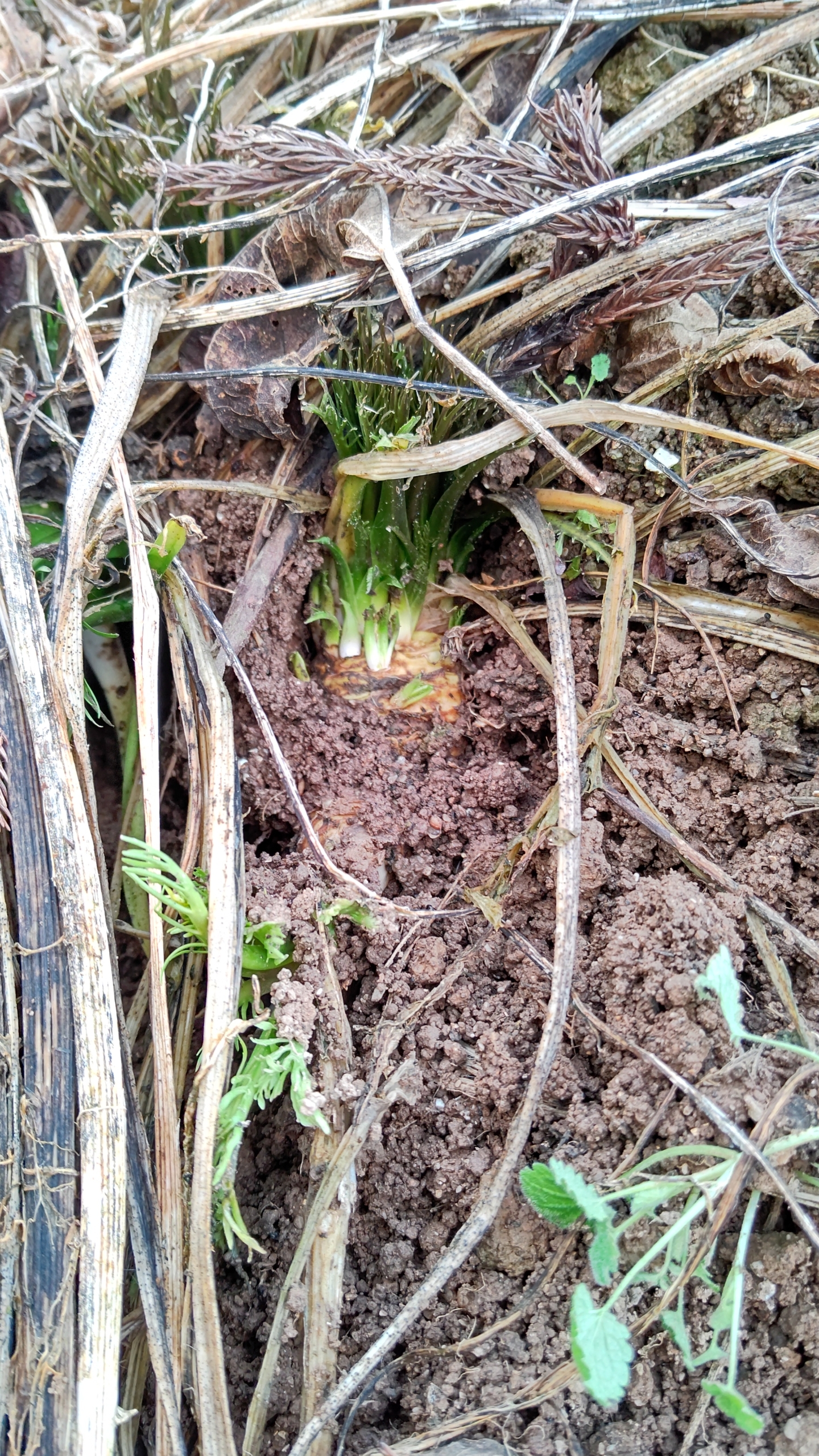 3月下旬頃の暖かさで休眠しているはずの草花が動き始めてる-2023-01-18