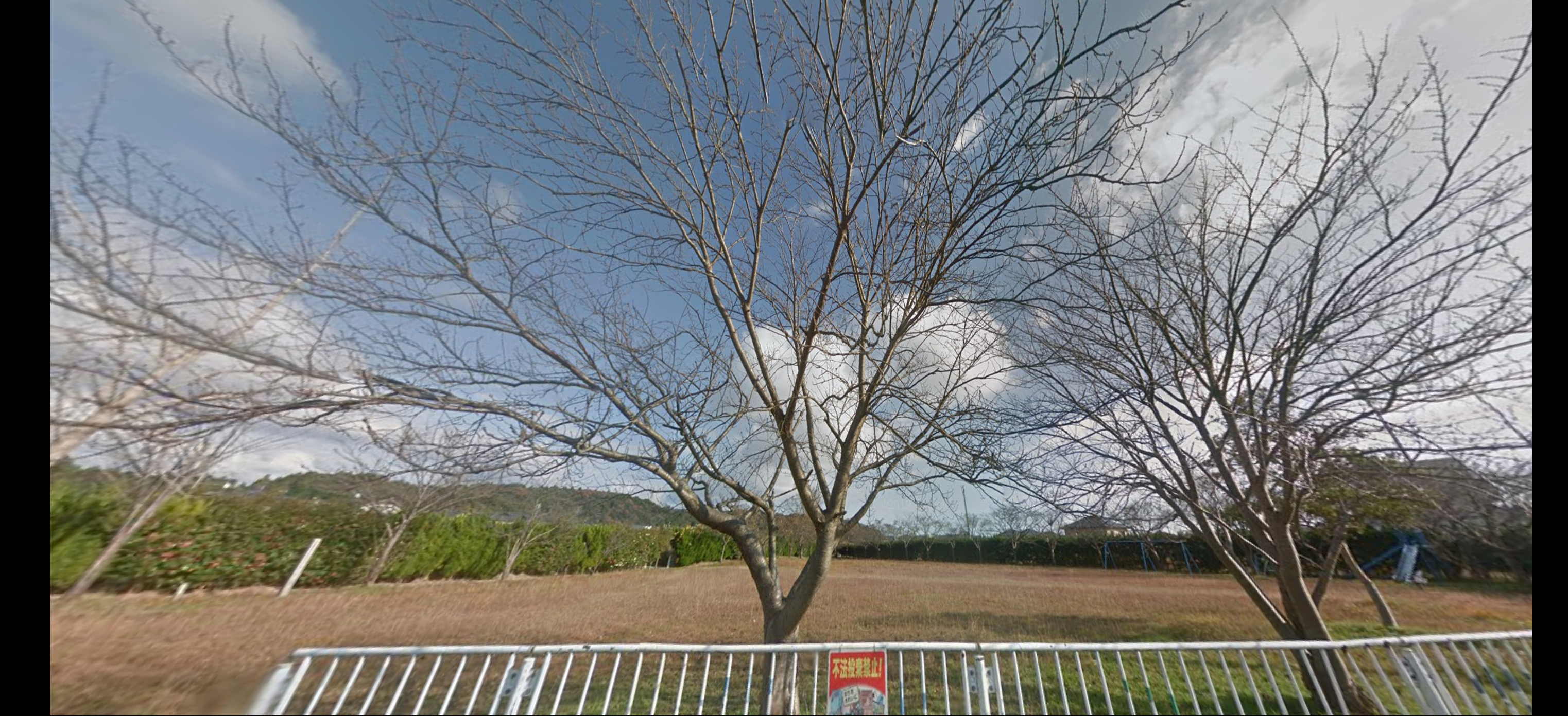 坂本三十次元官房長官ゆかりと知らずに桜を伐採-2022-12-21