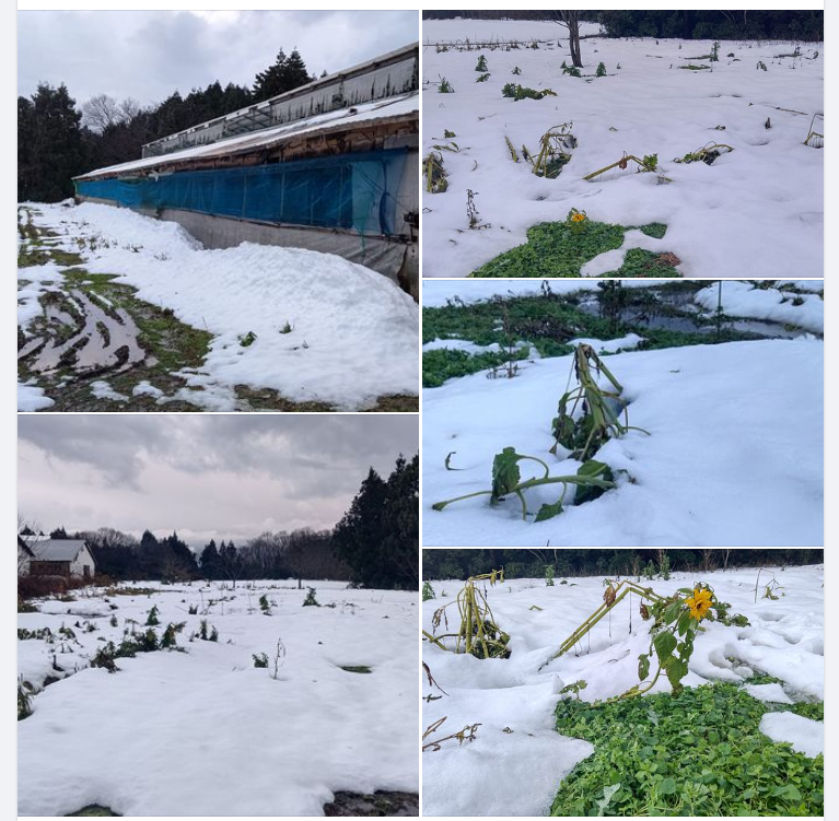 横浜中華街のヒマワリも雪の中ですが、１株だけ起き上がっていました-2023-12-25