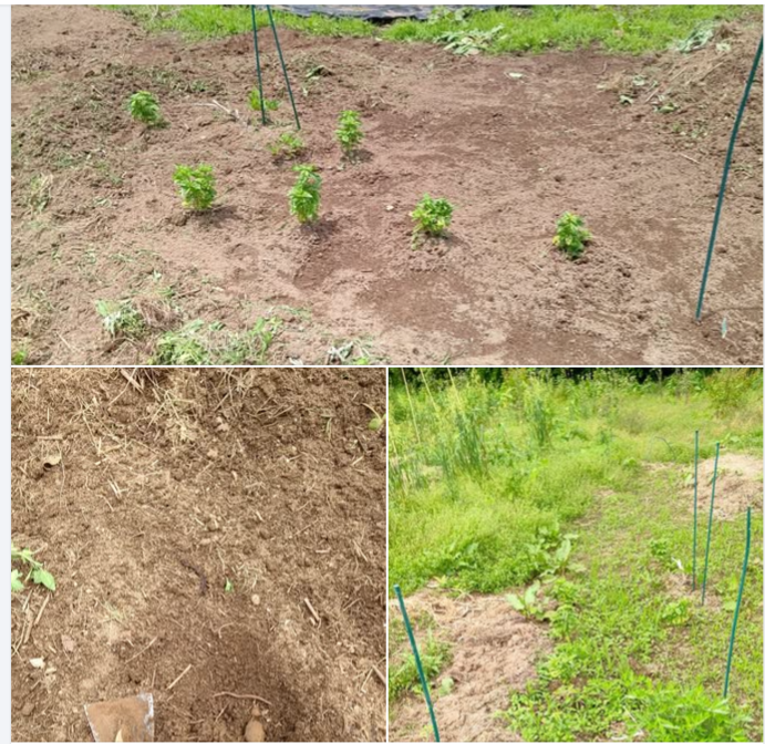 スイートバジルですが、雑草に埋もれそうなのできれいにしました-2024-06-06