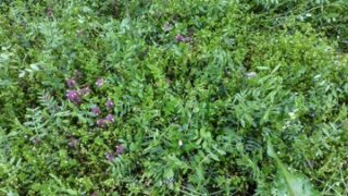 カラスノエンドウも出てきた-2025-04-13