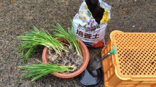 葉ニンニク用で鉢植えにしてみました-2025-04-15