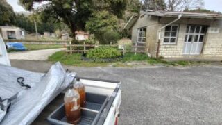 ツツジが無事に開花するように私が販売委託を受けている微生物資材を100倍に薄めてじょうろでかけました-2025-04-17