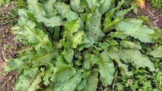 家の裏山にもイノシシが出没して、初めて荒らされました-2025-04-19