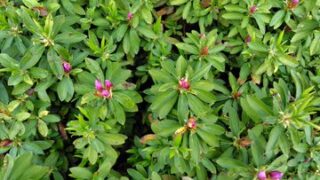 ツツジはつぼみが増えてきました-2025-04-24