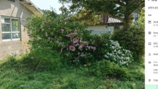 千年木と書かれた木の杭のあった植物が植えられていたと私は記憶しています-2025-04-27