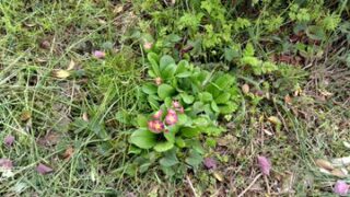 デージーかな！？ 野生化してました-2025-04-27