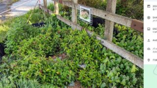 ２年前からツツジの復活プロジェクトをしてきました-2025-04-27