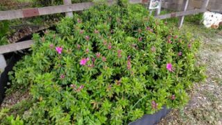 甲（かぶと）駅のツツジが開花を始めました-2025-04-28