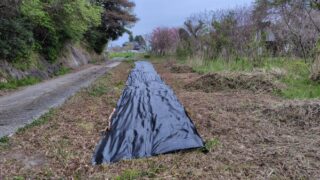 おとといの夕方に残りの防草シートを張りました-2025-04-29