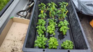 昨日タカノツメ唐辛子とスイートバジルの植えつけ終わりました-2025-04-29