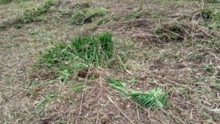 昨日駅のホームの前を草刈りしました-2025-04-29