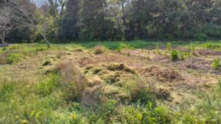 去年は5月にヤーコンとホーリーバジルを一緒に植えつけをしました-2025-04-30