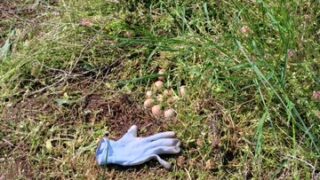 小鳥の巣がありました！ 2個壊しました（泣）-2025-04-30