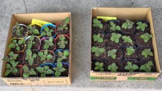 岐阜県岐南町のヤーコンおやじさんこと三宅薬品さんへ行ってきました-2025-05-01