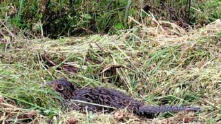 先日の卵はキジさんだったみたいです-2025-05-02