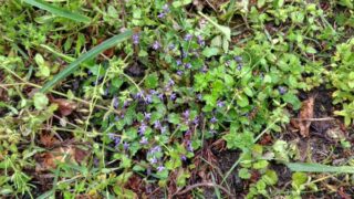 スミレの花を残して草刈りです-2025-05-03