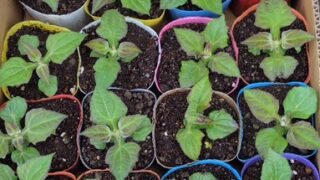 三宅薬品さんから品種改良用にもらってきたヤーコン苗です-2025-05-03