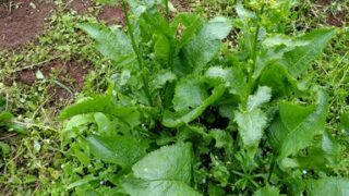 ホースラディッシュ（山わさび）です。一部の株で花が咲いていました-2025-05-03