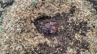 去年の実績だと5月15日頃にニンニクの芽が収穫できます-2025-05-03