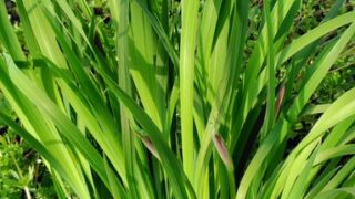 生き残った野アヤメの1つにつぼみ-2025-05-05