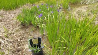 生け花用でカキツバタと匂い菖蒲を収穫しました-2025-05-09